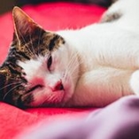 American wirehair